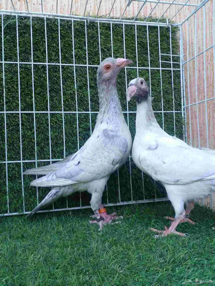 جوز سواعي بأنتاجه مستوا وعينك ميزانك 3