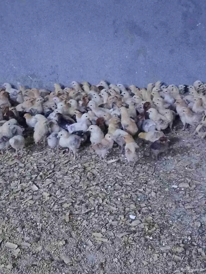 صوص بلدي تم البيع تم البيع 7