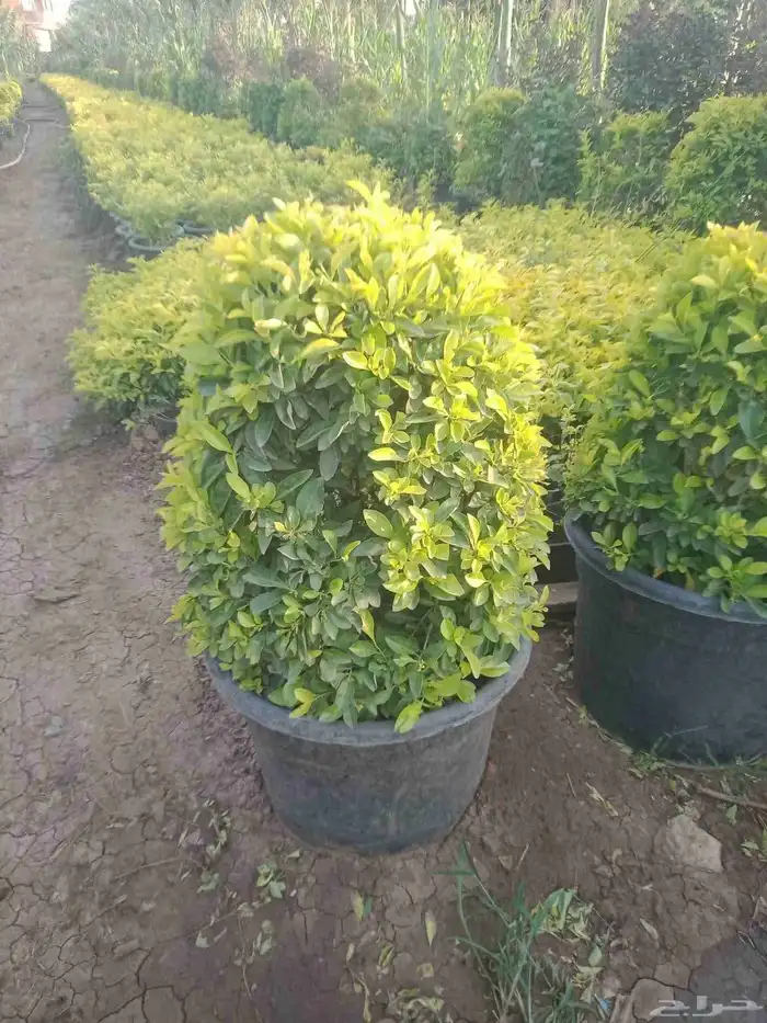 مزارع ومنسق حدائق 7