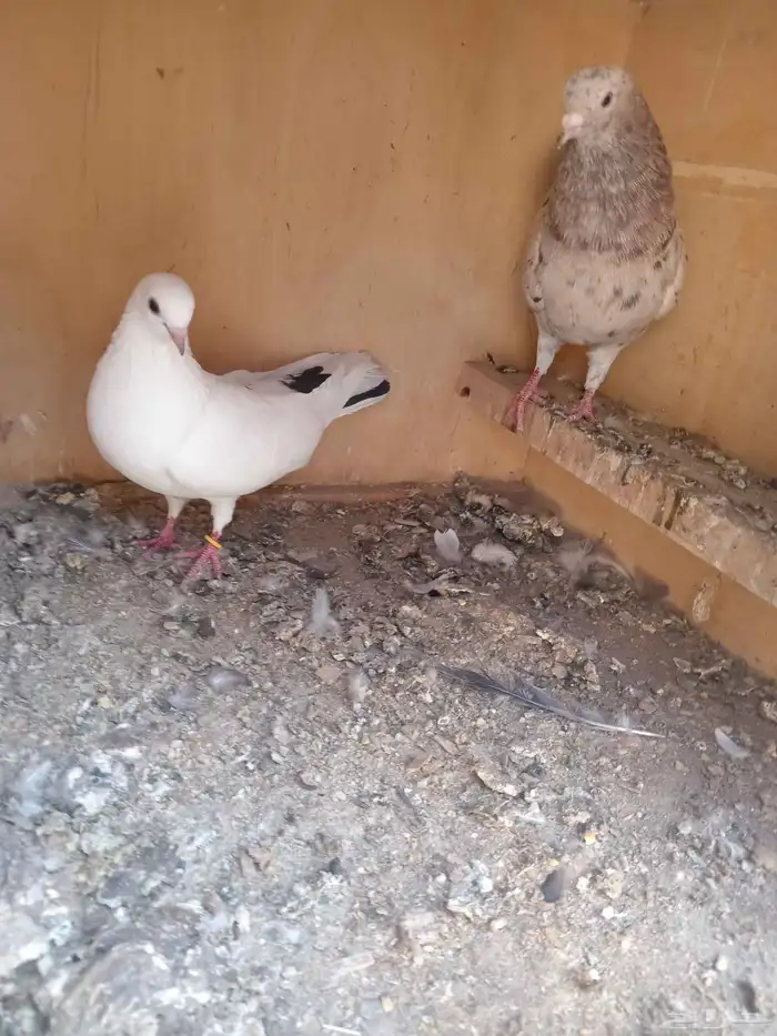 حمام قطيفي 1