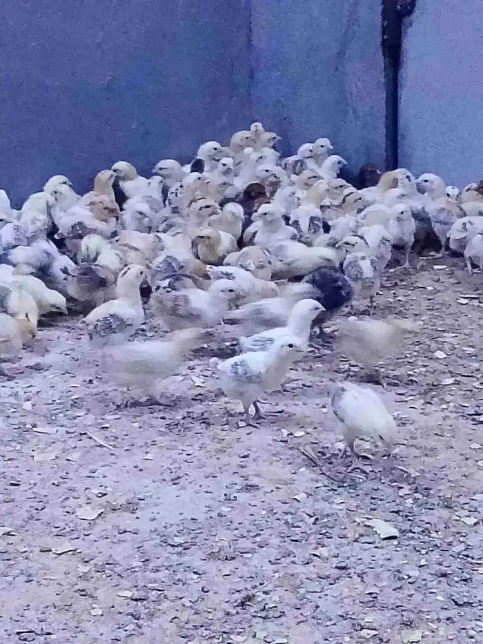 صوص بلدي تم البيع تم البيع 4