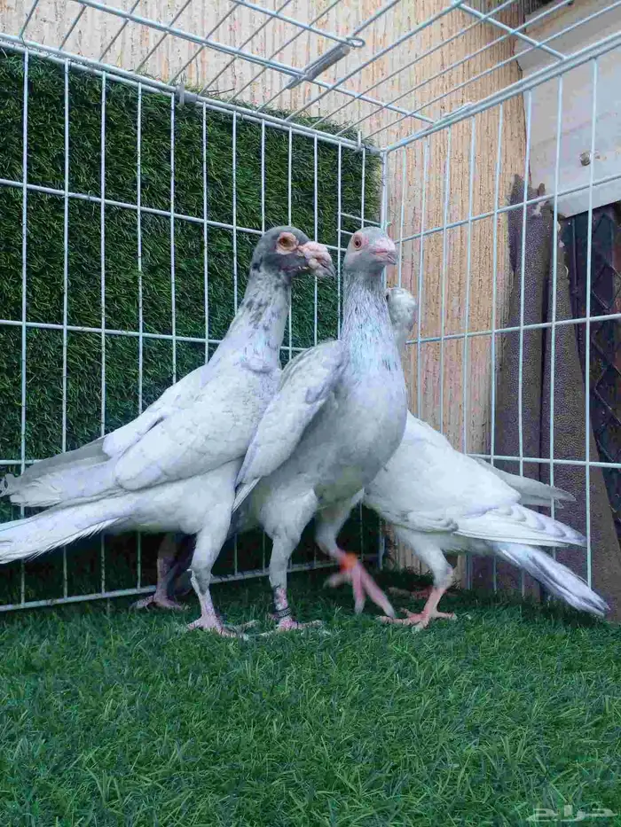 جوز سواعي بأنتاجه مستوا وعينك ميزانك 4