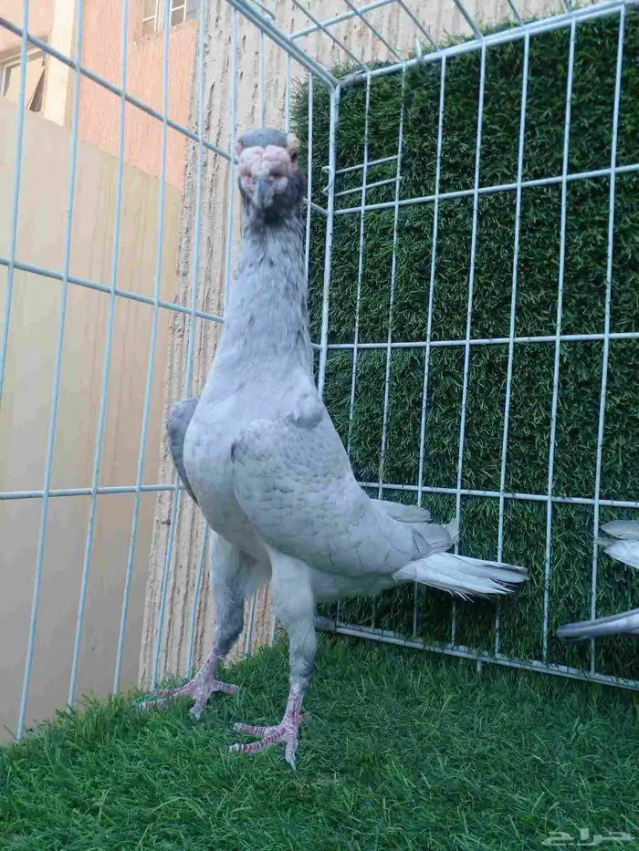 جوز سواعي بأنتاجه مستوا وعينك ميزانك 0