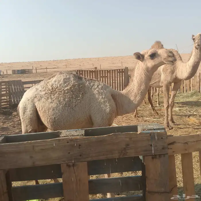 حاشي طيب ب الحيل 1