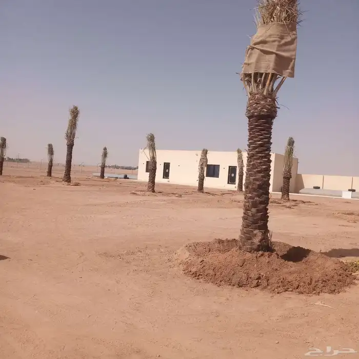 توريد وتكريب وقلع وغرس جميع انواع النخل 3