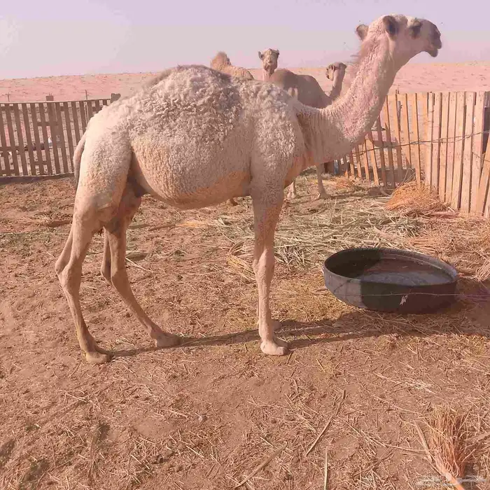 حاشي طيب ب الحيل 0