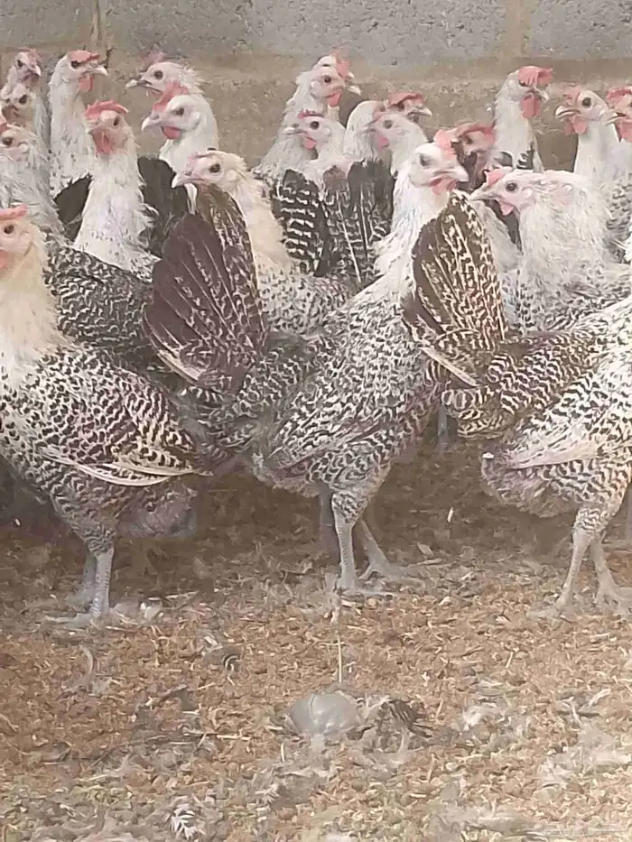 دجاج فيومي شبابي بياض 2