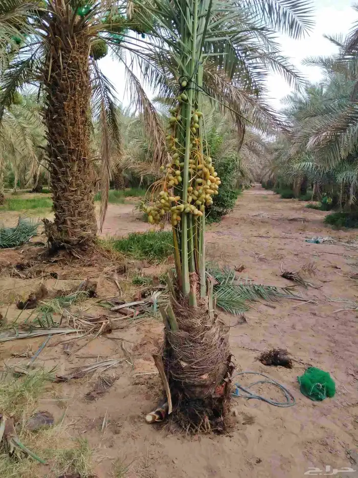 نخل مثمر للبيع اخلاص صقعي هلالي سكري شيشي نخيل مجدول برحي 5