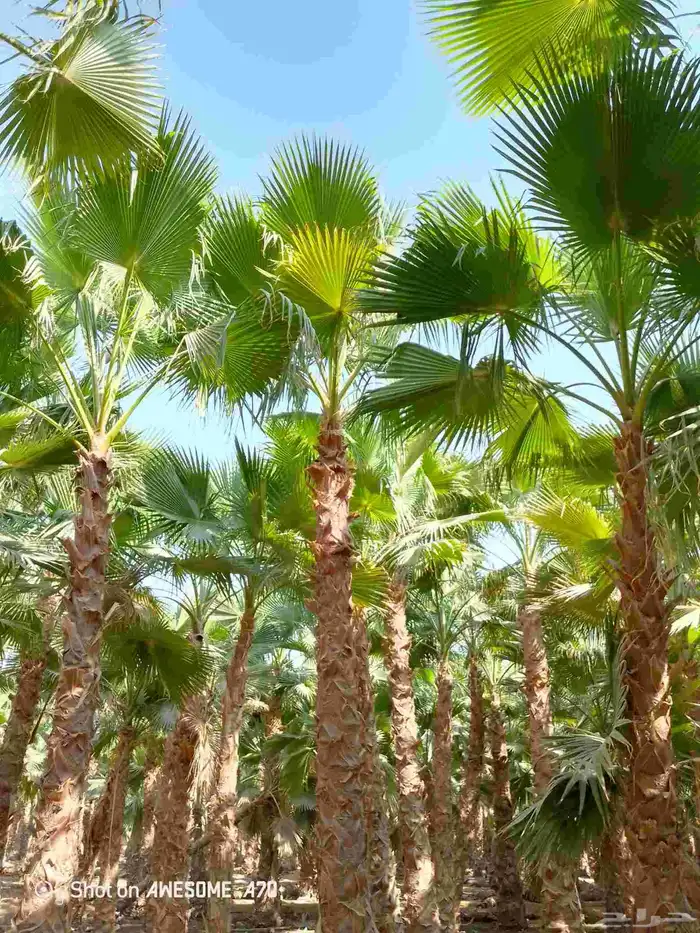 نخل واشنطني زينه امريكي جميع مناطق المملكة توصيل وزرعه 8