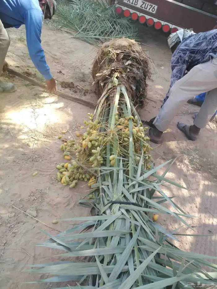 نخل مثمر للبيع اخلاص صقعي هلالي سكري شيشي نخيل مجدول برحي 2