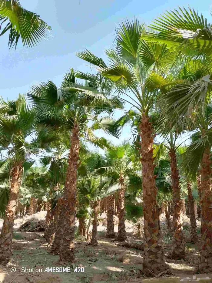 نخل واشنطني زينه امريكي جميع مناطق المملكة توصيل وزرعه 4