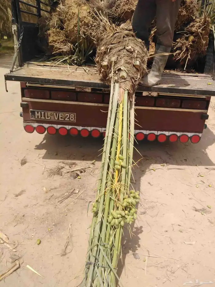 نخل مثمر للبيع اخلاص صقعي هلالي سكري شيشي نخيل مجدول برحي 3