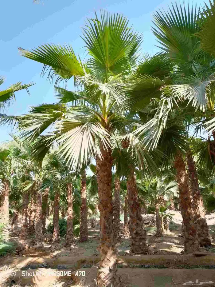 نخل واشنطني زينه امريكي جميع مناطق المملكة توصيل وزرعه 3