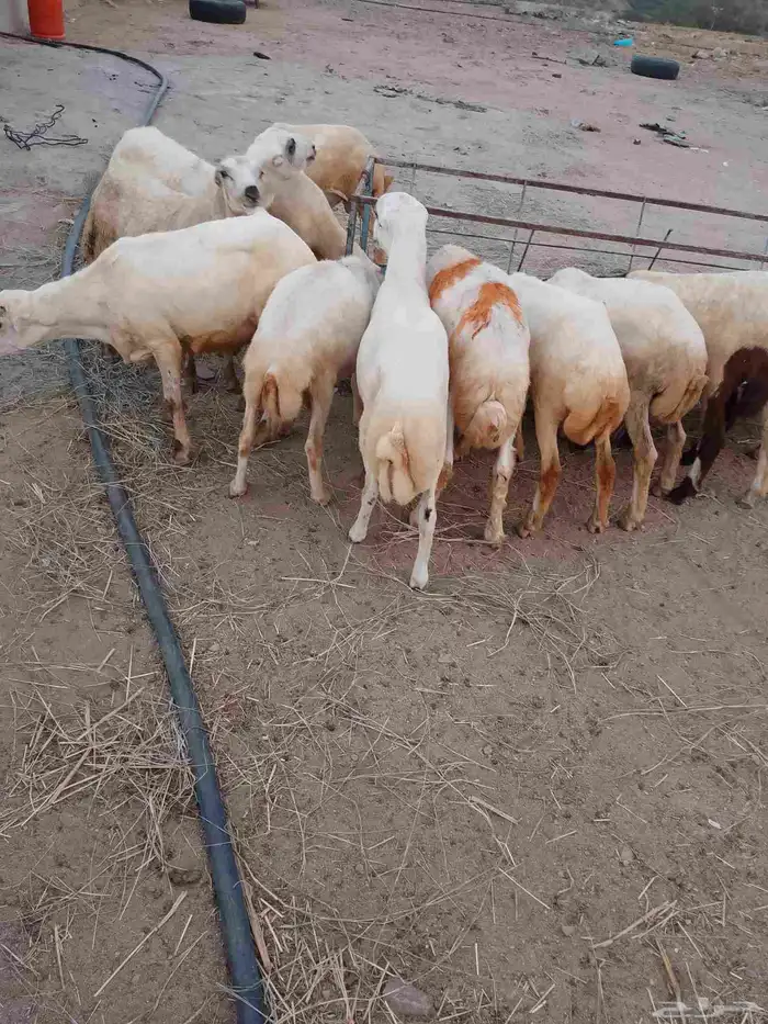 خرفان بلادي العدد 12الموفع العيدابي 3