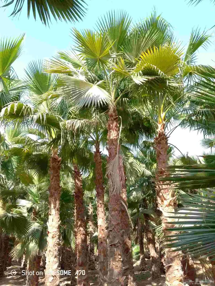 نخل واشنطني زينه امريكي جميع مناطق المملكة توصيل وزرعه 6