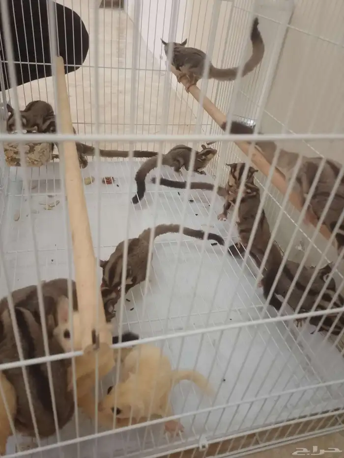 السنجاب الطائر 5