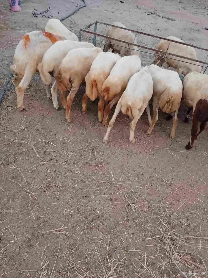 خرفان بلادي العدد 12الموفع العيدابي 6