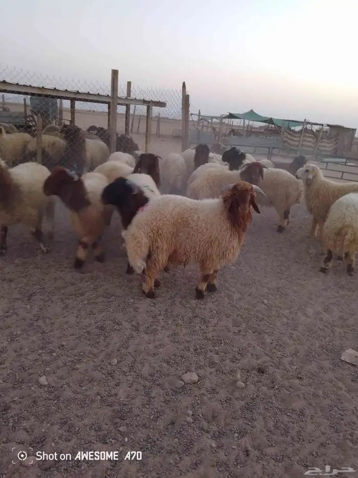 ذبايح نعيم بلدي شيء فاخر 3