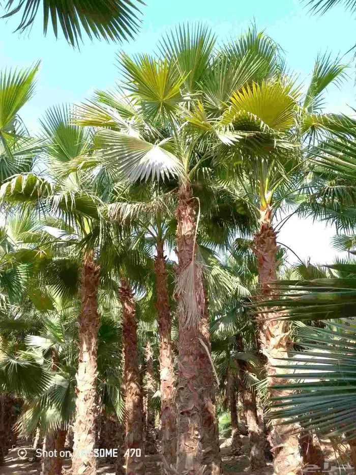 نخل واشنطني زينه امريكي جميع مناطق المملكة توصيل وزرعه 5