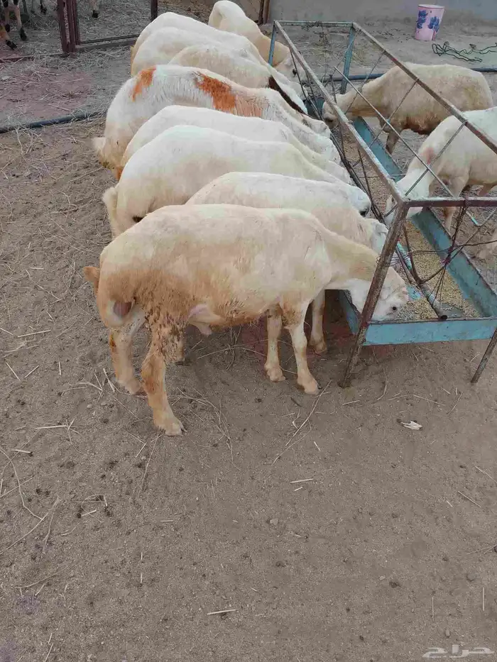 خرفان بلادي العدد 12الموفع العيدابي 5
