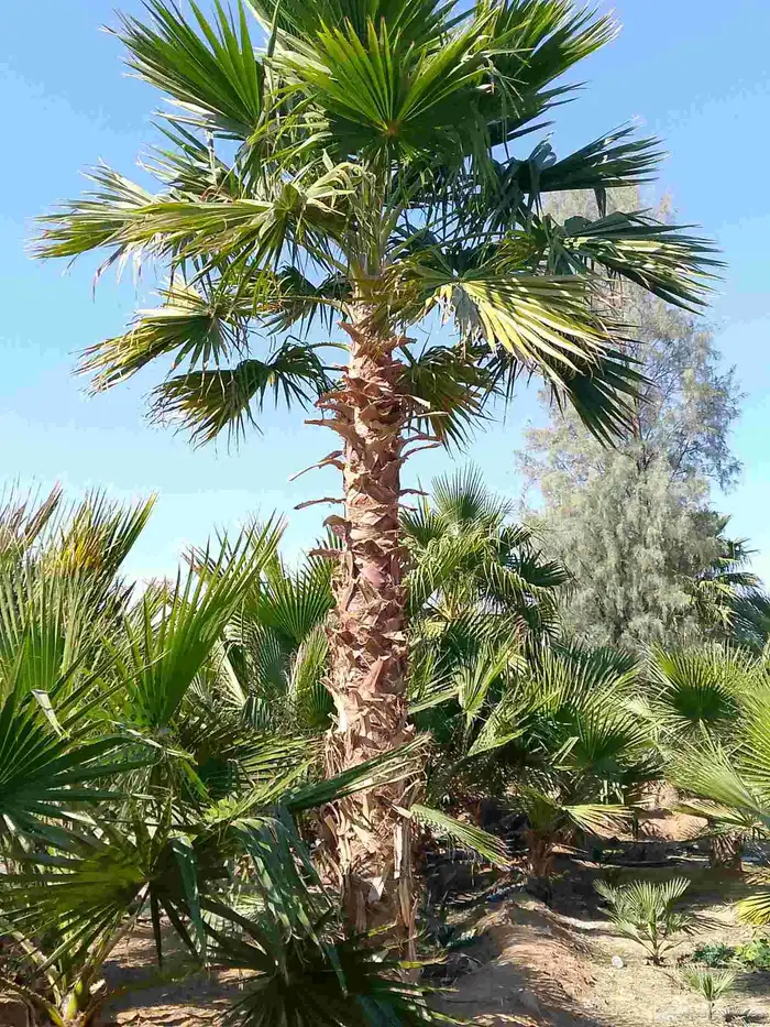نخيل واشنطني زينه 9
