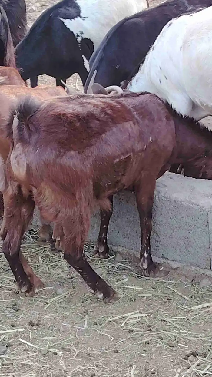 عنز ضربها الفحل 3 مرات ولا حملت. 0