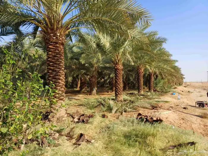 للبيع نخيل عربي مثمر نقايل وفسايل جميع المقاسات والانواع 5