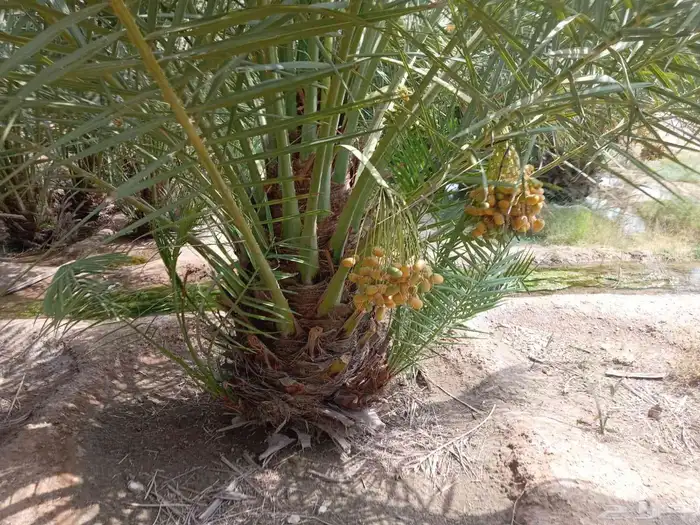 نخل مثمر بجميع انواعها 0