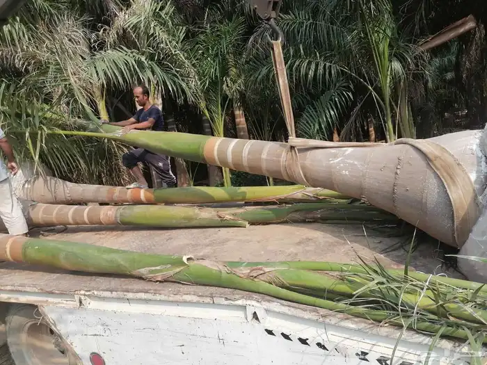 نخل للبيع من جميع المقاسات 25