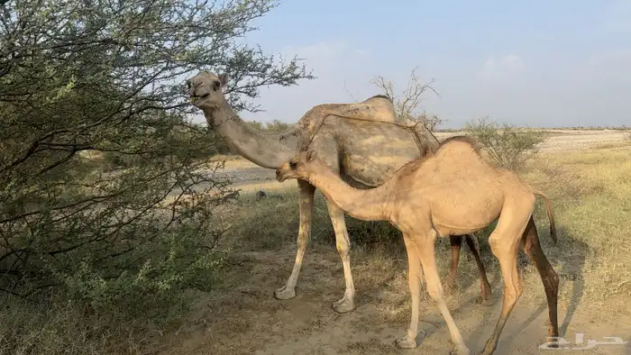 ناقه اركه ام ثالث 0