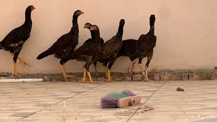 براهما وفرنسي وباكستاني للبيع 9