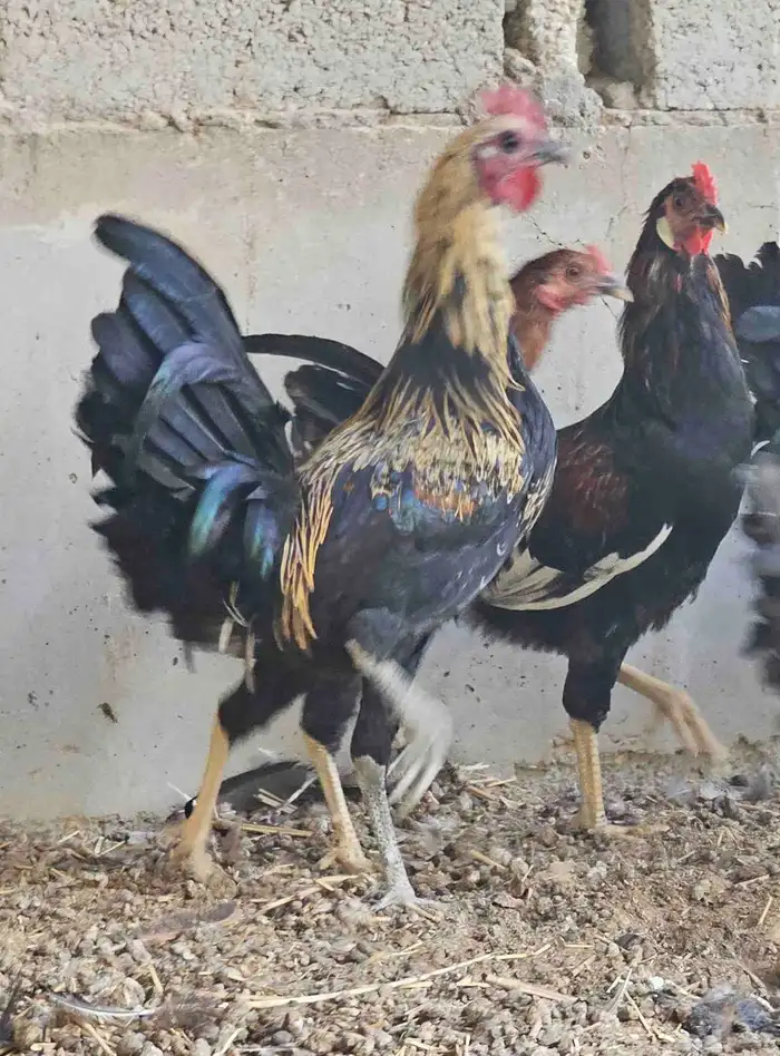 للبيع ديوك دجاج العدد 10 0