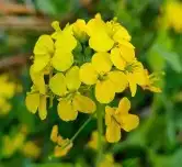 بكج ازهار الربيع البرية عرض خاص 14