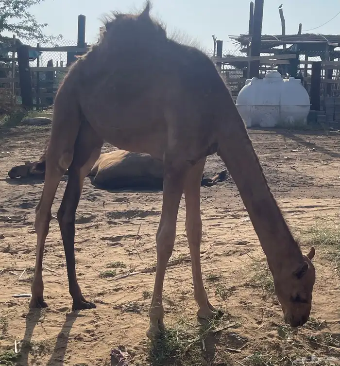 ناقة ساحلية حمراء 7