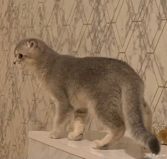 قطه انثى سكوتش فولد 2