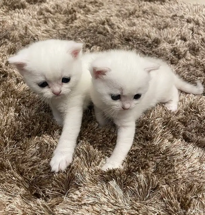 كيتن بيور بريتش 0