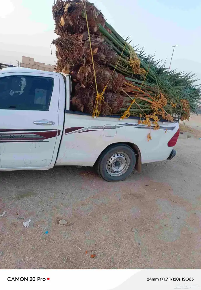 يوجد لدينا جميع انواع انخيل من القصيم 3