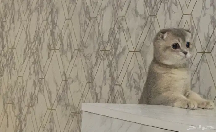 قطه انثى سكوتش فولد 3