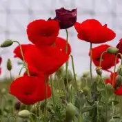 بكج ازهار الربيع البرية عرض خاص 5