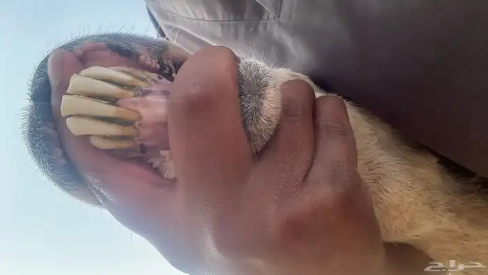 حريه متوم تم البيع 3