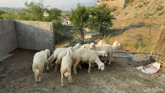 طليان 2