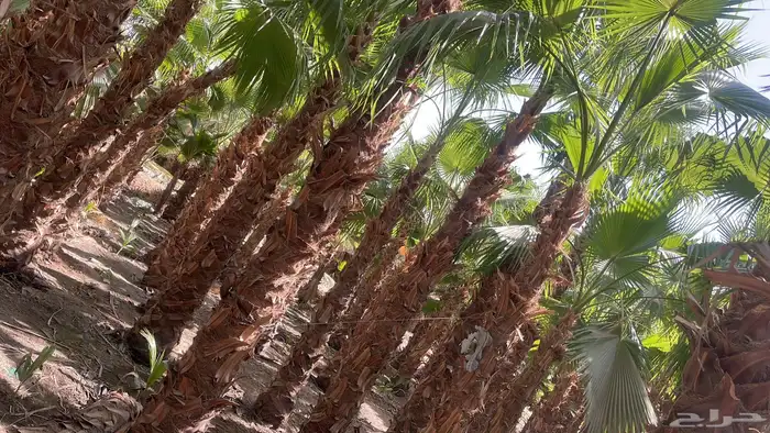 نخيل واشنطن للبيع بجميع انواع المقاست وتوصيل إلا جميع انحا 7