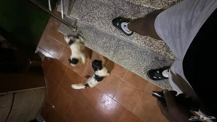 كلاب مالتيز زوج مستو بطل 0