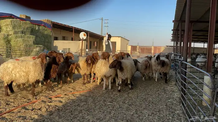 غنم نعيم 3