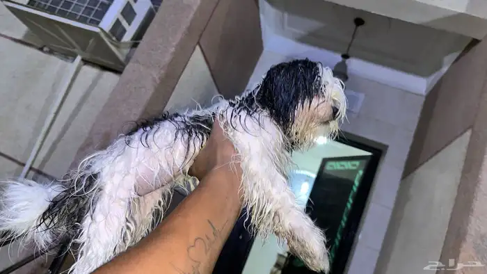 كلاب مالتيز زوج مستو بطل 2