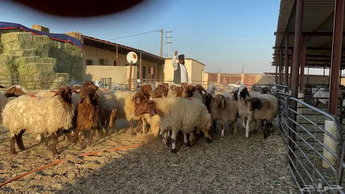 غنم نعيم 4