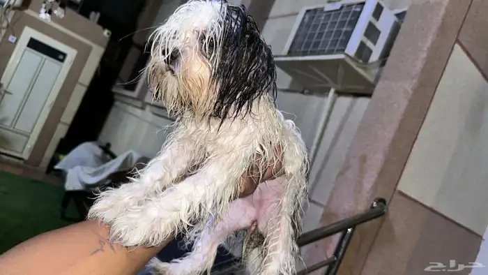 كلاب مالتيز زوج مستو بطل 4