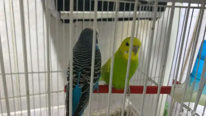 خمسه فردات بادجي صحه ونشاط 12