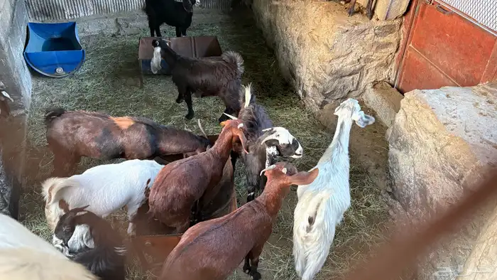 ماعز 6