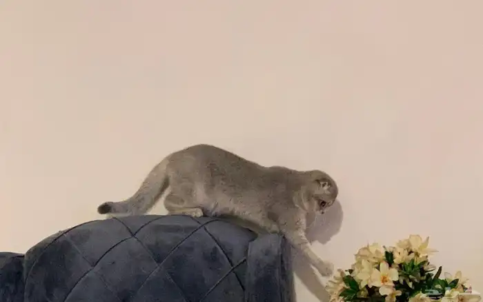 قطه انثى سكوتش فولد 1